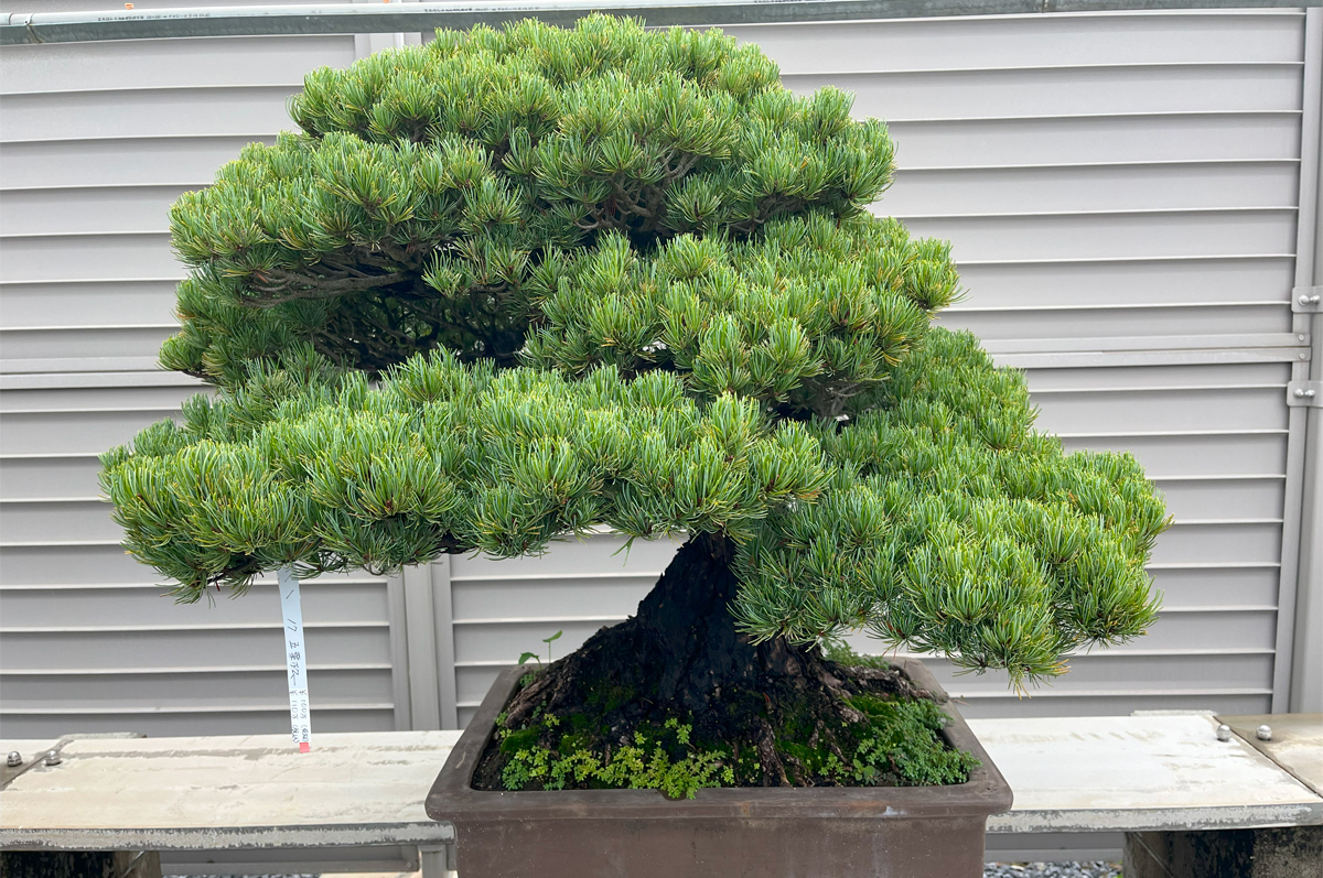 高松盆栽の郷